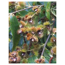 MSA CASTANEA VESCA 50ML