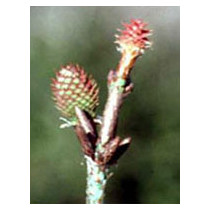 MSA PINUS MONTANA 50ML