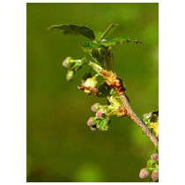 MSA RIBES NIGRUM 50ML