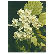 MSA CRATAEGUS OXYACA 50ML