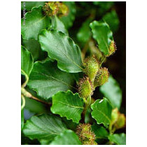 MSA FAGUS SYLVATICA 50ML