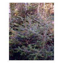 MSA ABIES PECTINATA 50ML