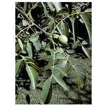 MSA JUGLANS REGIA 50ML