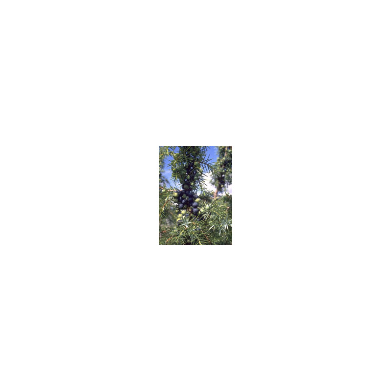 MSA JUNIPERUS COMMUN 50ML
