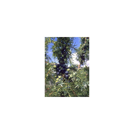 MSA JUNIPERUS COMMUN 50ML