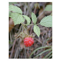 MSA RUBUS IDAEUS 50ML