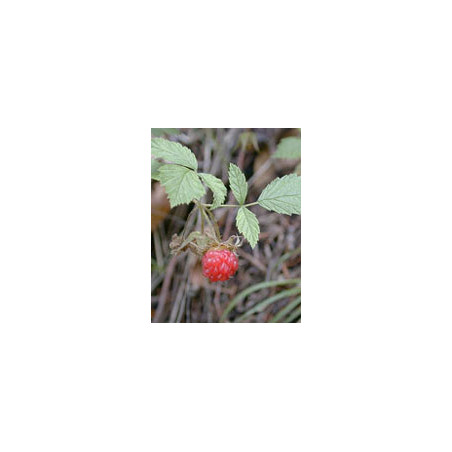 MSA RUBUS IDAEUS 50ML