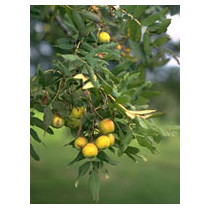 MSA SORBUS DOMESTICA 50ML