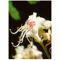 MSA AESCULUS HIPPOCA 50ML
