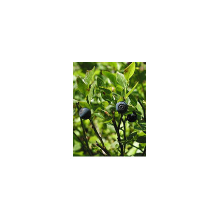 MSA VACCINIUM MYRTIL 50ML