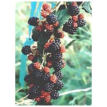 MSA RUBUS FRUCTICOSU 50ML
