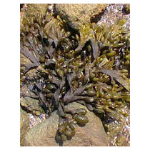 TSA FUCUS VESICULOS 50ML
