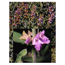 TSA SALVIA OFFICINALIS 50ML