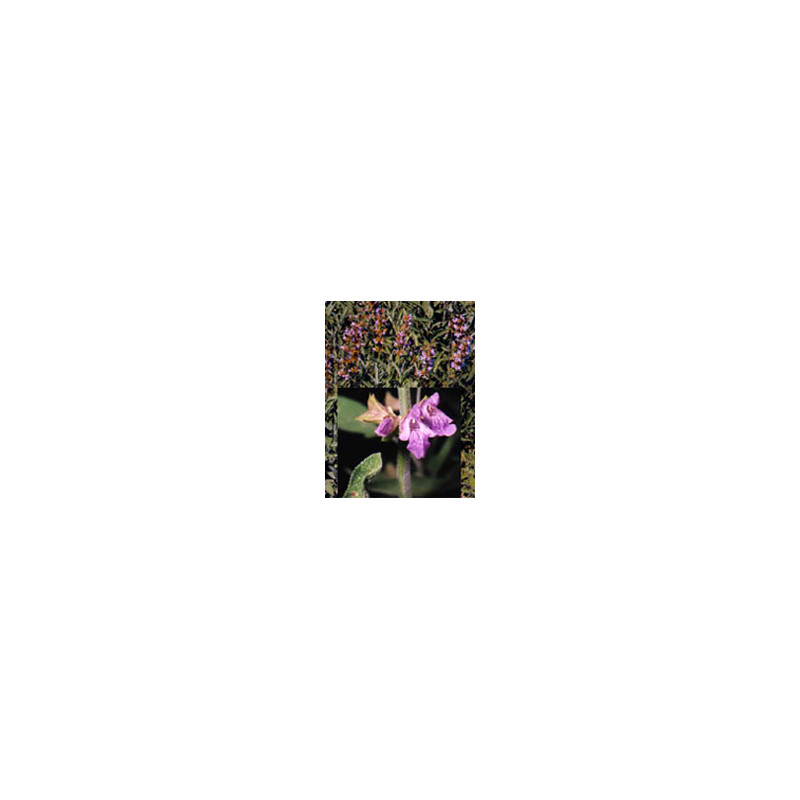 TSA SALVIA OFFICINALIS 50ML