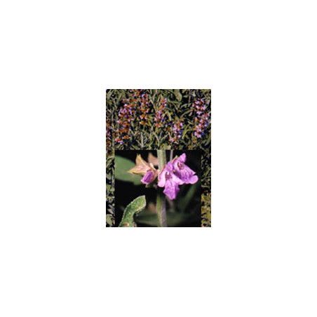 TSA SALVIA OFFICINALIS 50ML