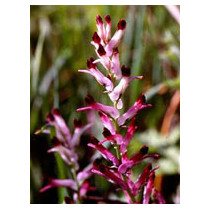 TSA FUMARIA OFFICINALIS 50ML