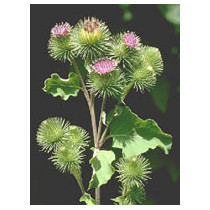 TSA ARCTIUM LAPPA 50ML