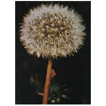 TSA TARAXACUN OFFICINALIS 50ML