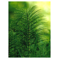 TSA EQUISETUM ARVENSE 50ML