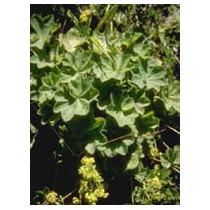 TSA ALCHEMILLA VULGARIS 50ML
