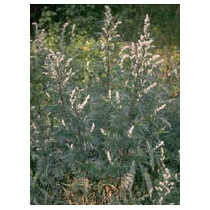 TSA ARTEMISIA VULGARIS 50ML