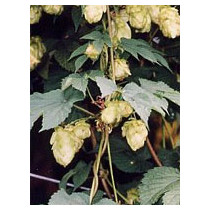 TSA HUMULUS LUPULUS 50ML