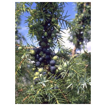 TSA JUNIPERUS COMMUNIS 50ML