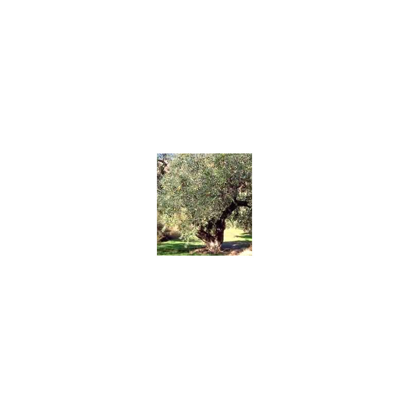 TSA OLEA EUROPEA 50ML