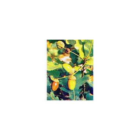 TSA QUERCUS ROBUR 50ML